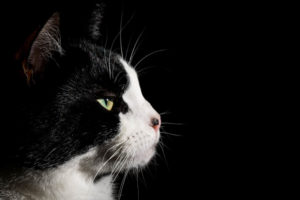 Cat Headshot