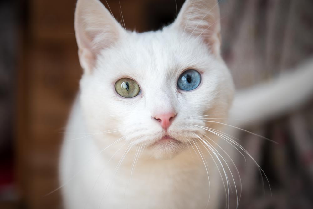 Cat Portrait Photo