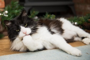 Bucks Cat Photographer